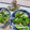 みっちゃん❇️68's cooksnap of when they made ササミと菜の花の辛子あえ.