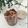 rosemarika's cooksnap of when they made ザックザク食感！自家製チョコグラノーラ.