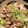 emola's cooksnap of when they made 鶏もも肉パリパリ焼き.