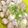 gura_gura's cooksnap of when they made せいろ蒸し10分☆なす豚肉巻き（ぽん酢）.