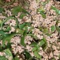 Berry's cooksnap of when they made ＊豚ひき肉とピーマンの炒め物＊.