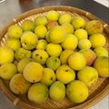 気まぐれmiyuyu's cooksnap of when they made 梅干しを柔らかく仕上げるための梅の追熟.
