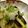 k5piko's cooksnap of when they made ✿揚げ茄子の大根・生姜添え.