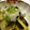 k5piko's cooksnap of when they made ✿揚げ茄子の大根・生姜添え.