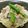 sonore's cooksnap of when they made ゴマドレで食べる冷しゃぶ添えうどん.
