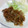 龍青空ママ's cooksnap of when they made パパっとできちゃう☆しょうが焼き.