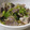 みにりえまま's cooksnap of when they made 砂肝のししとう和え.