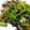 nao9605's cooksnap of when they made たこと野菜のにんにく炒め♪.