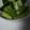 †もかのん†'s cooksnap of when they made きゅうりの浅漬け.
