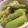 tomokoshiawase's cooksnap of when they made 緑のアスパラナムルちゃん.