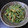 kookuro's cooksnap of when they made さつま芋の蔓の炒め煮.