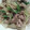 さんさんおひさま's cooksnap of when they made 簡単★大根と豚肉のさっぱりねぎまみれ.