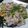 eiriustust's cooksnap of when they made 豚肉になすび敷きました.
