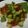 くまことば's cooksnap of when they made アボカドのイクラ和え.