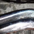 tetubinn's cooksnap of when they made 簡単☆台所が汚れない☆魚のさばき方.