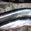 tetubinn's cooksnap of when they made 簡単☆台所が汚れない☆魚のさばき方.