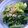 oBsession's cooksnap of when they made 簡単青菜でナムル♪.