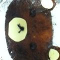 すすすーさん's cooksnap of when they made リラックマのカップスフレチーズケーキ.