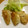 komutatata's cooksnap of when they made 作ってみて！新タマネギのハムカツ風.