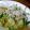 たくやときみこ's cooksnap of when they made きゅうりをさっぱり　しらすと大根と.