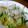 たくやときみこ's cooksnap of when they made きゅうりをさっぱり　しらすと大根と.