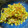 sayazu's cooksnap of when they made かぶの茎のふりかけ（ごはんのおとも）.