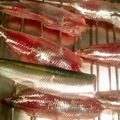 CBSF's cooksnap of when they made 真イワシ、カタクチイワシの刺身.