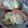 さぁ★たぁ★'s cooksnap of when they made ハムチーズのバゲット.