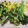 Southern-Cross's cooksnap of when they made 菜の花と鶏肉の柚子胡椒炒め✿.