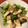 caruga's cooksnap of when they made セロリとエリンギの中華炒め.
