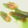 コブシロ's cooksnap of when they made ✿シソ巻ウインナーのバター醤油焼き✿.
