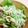 もじゃい's cooksnap of when they made ヤリイカのアボガド和え.