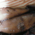 ままんき's cooksnap of when they made イカまるごと煮.