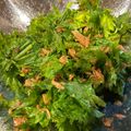mapimapiko's cooksnap of when they made わさびなリーフとツナの和サラダ.