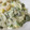 なないろかな's cooksnap of when they made ほうれん草とえびのとろ～りクリ～ム煮.