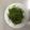 やーや☆ほのか's cooksnap of when they made 豆苗としらすのカリカリ炒め.