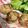 くまじ◎'s cooksnap of when they made ★びっくりのハンバーグ★.