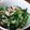 shontako's cooksnap of when they made ほうれん草のツナ和え.