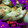 文福はむ吉's cooksnap of when they made とってもおいしい～！栗ご飯！.