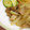 NAGANO久留米's cooksnap of when they made 新玉ねぎと豚肉の✿しょうが風炒め.