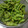 かこみー's cooksnap of when they made ☆ばーちゃん直伝☆枝豆のゆで方.