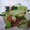 ゆずたんママ's cooksnap of when they made ●青梗菜のコンソメ炒め●.