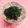 まりも0622's cooksnap of when they made 春菊の胡麻和え.
