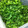0kerokero0's cooksnap of when they made ☆捨ててはいけません！エコ大根葉冷凍.