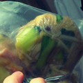りーのっぺぺぺ's cooksnap of when they made 小松菜とえのきのあっさり炒め.