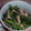 Jock's cooksnap of when they made ●青梗菜のコンソメ炒め●.