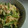 はるかっち１号's cooksnap of when they made こまつなたまの胡麻マヨ和え.