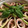 ぬこっ's cooksnap of when they made おうちで簡単★トマトのパエリヤ.