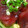 ssas's cooksnap of when they made ★我が家の隠し味　マグロの漬け★.