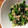 ikkou0503's cooksnap of when they made 小松菜とみょうがの和え物.